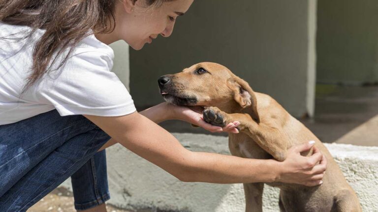 Osasco: Vereador alerta para abandonos de animais nas férias