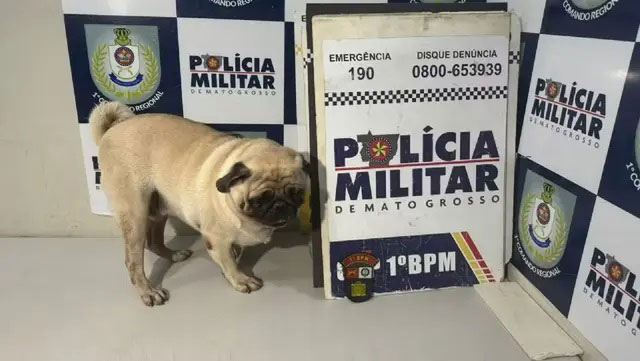 Cão é sequestrado de pet shop e mulher é presa após pedir resgate