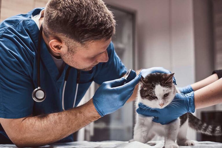 Projeto prevê dedução de despesas com cães e gatos no Imposto de Renda